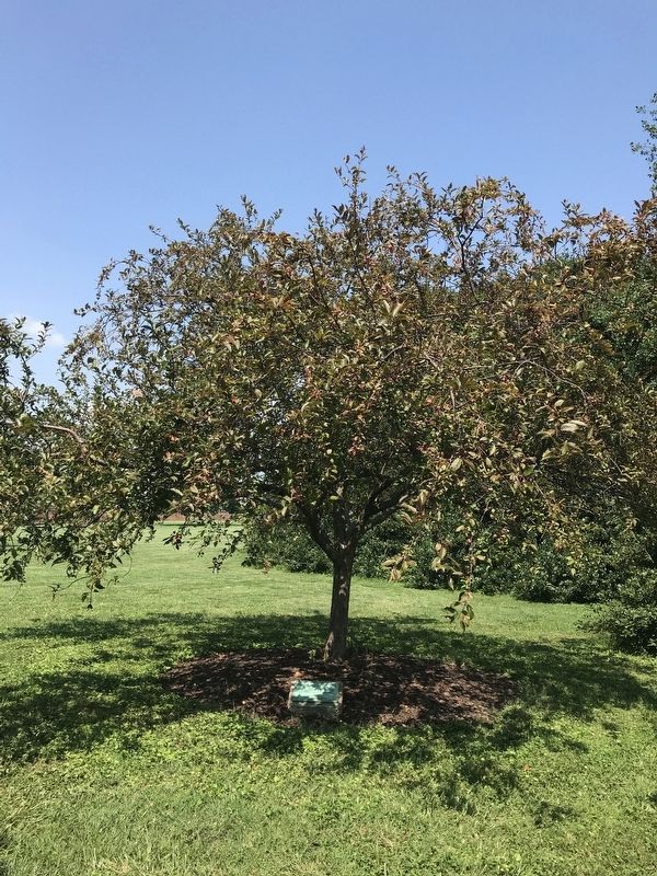 This Tree Dedicated to Edward Johnson Marker. Click for full size. This Tree Dedicated to Edward Johnson Marker image. Click for full size.