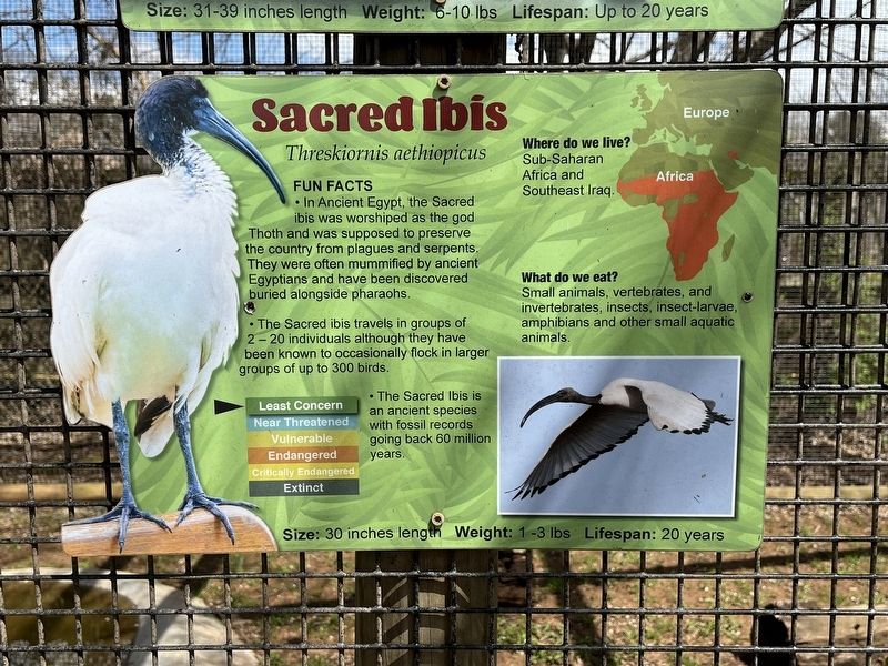 Sacred Ibis Marker image. Click for full size.