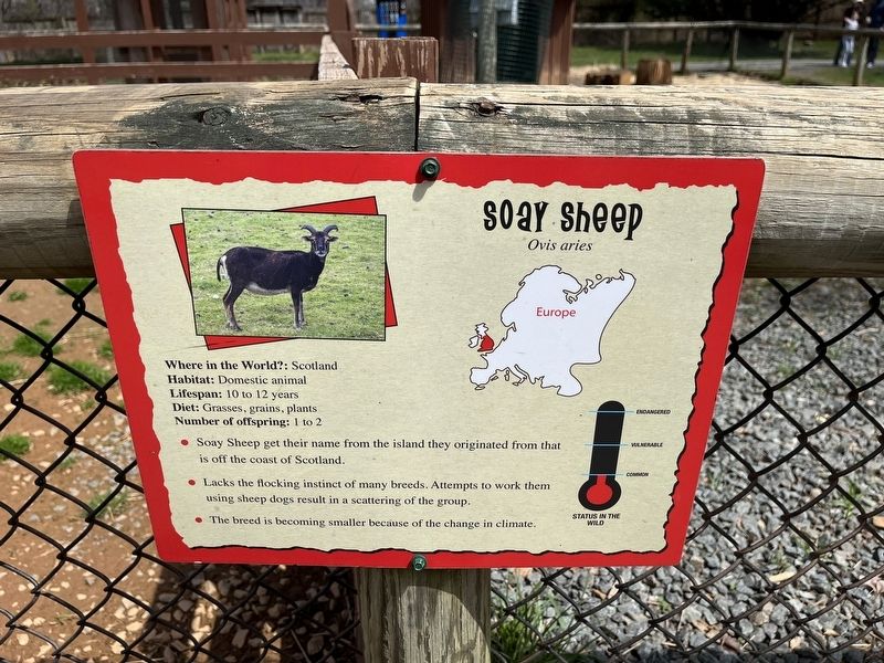 Soay Sheep Marker image. Click for full size.