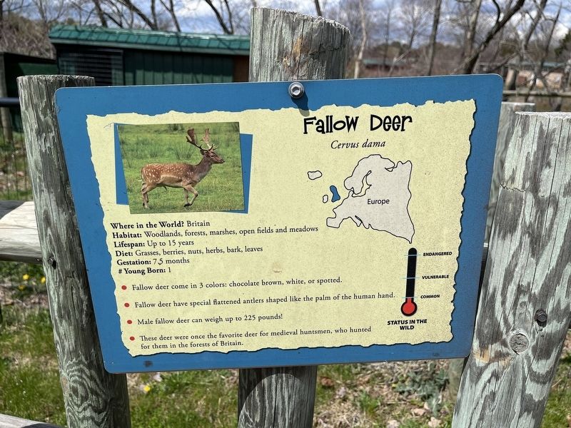 Fallow Deer Marker image. Click for full size.