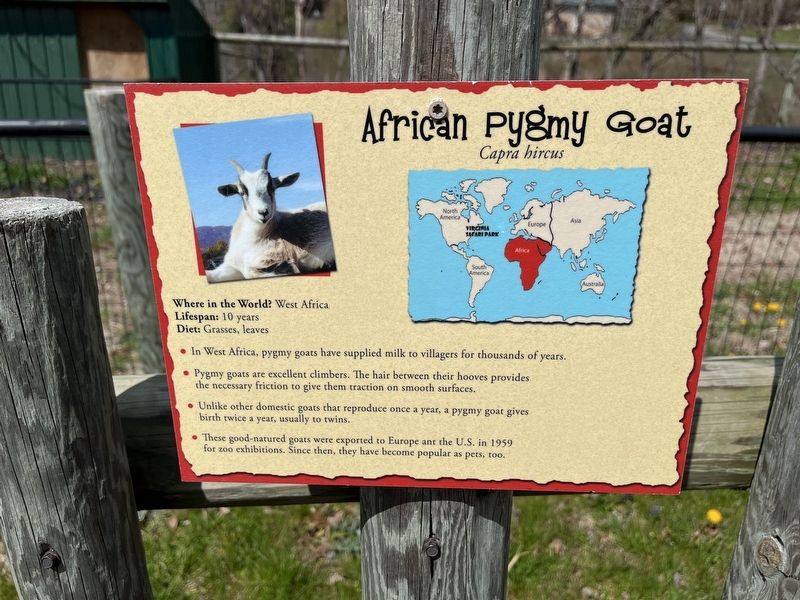 African Pygmy Goat Marker image. Click for full size.