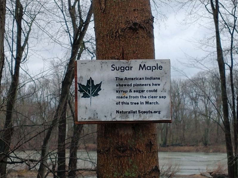 Sugar Maple Marker. Click for full size. Sugar Maple Marker image. Click for full size.