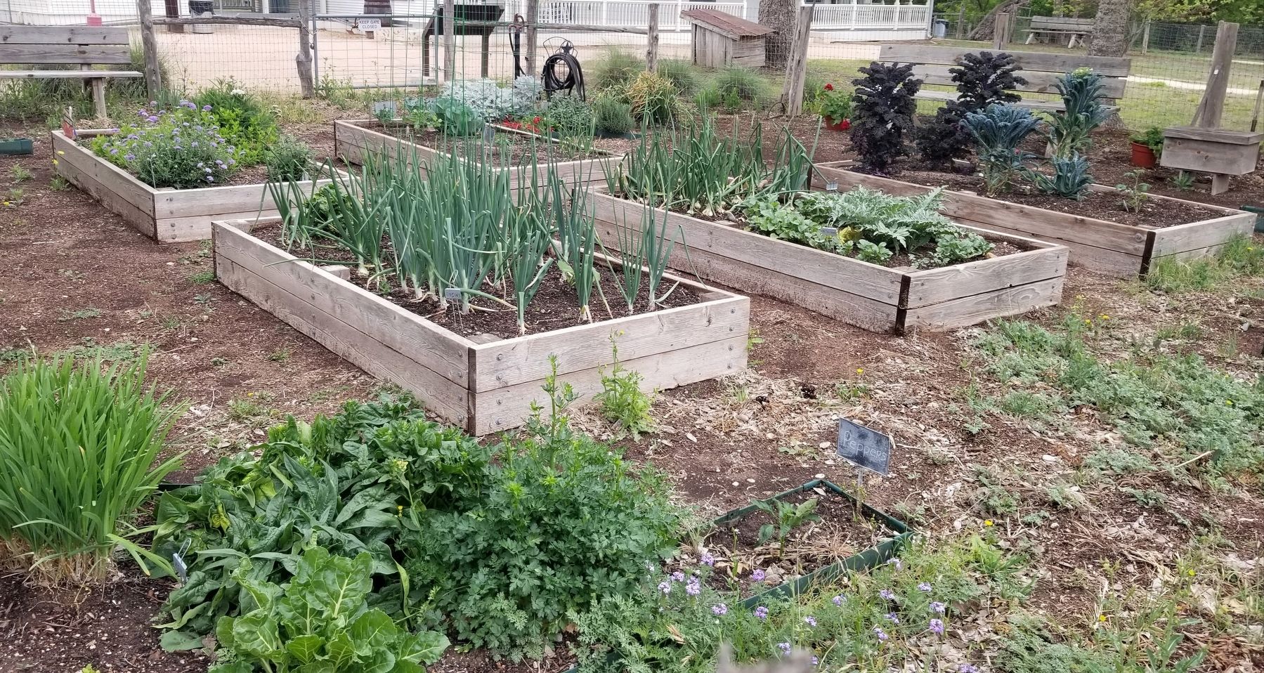 Closeup of the Garden image. Click for full size.