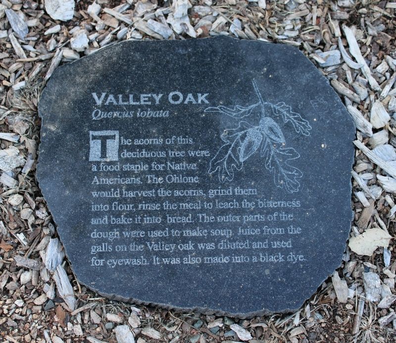Valley Oak. Click for full size. Valley Oak image. Click for full size.
