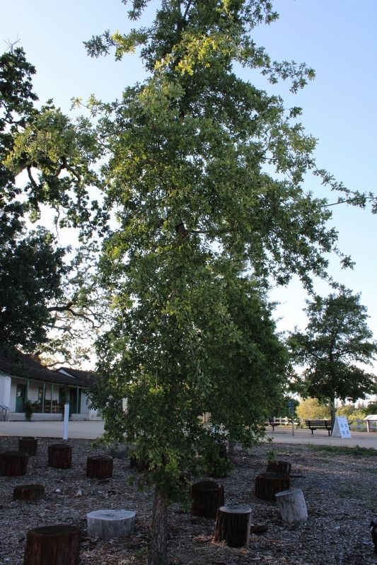 Valley Oak tree. Click for full size. Valley Oak tree image. Click for full size.