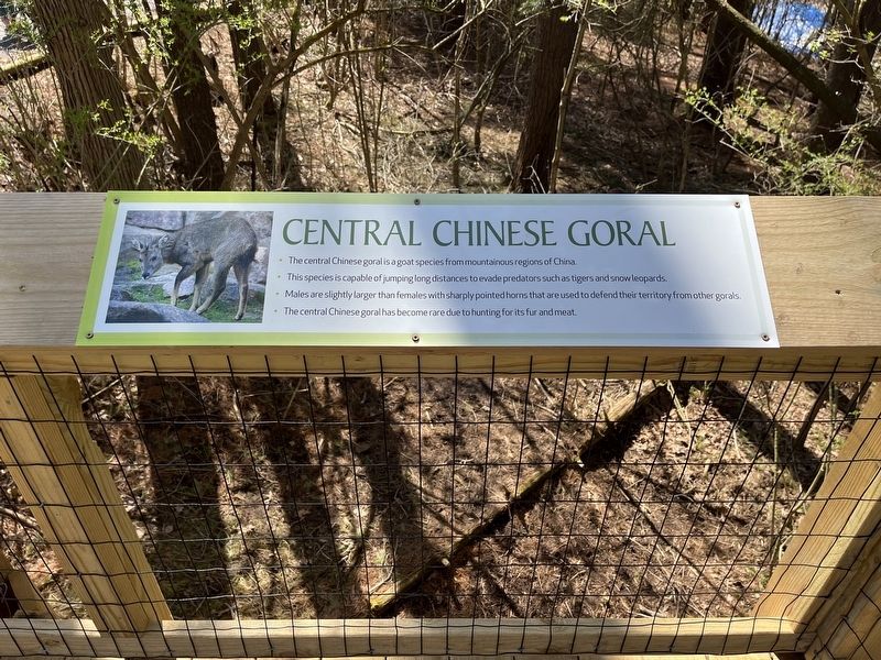 Central Chinese Goral Marker image. Click for full size.