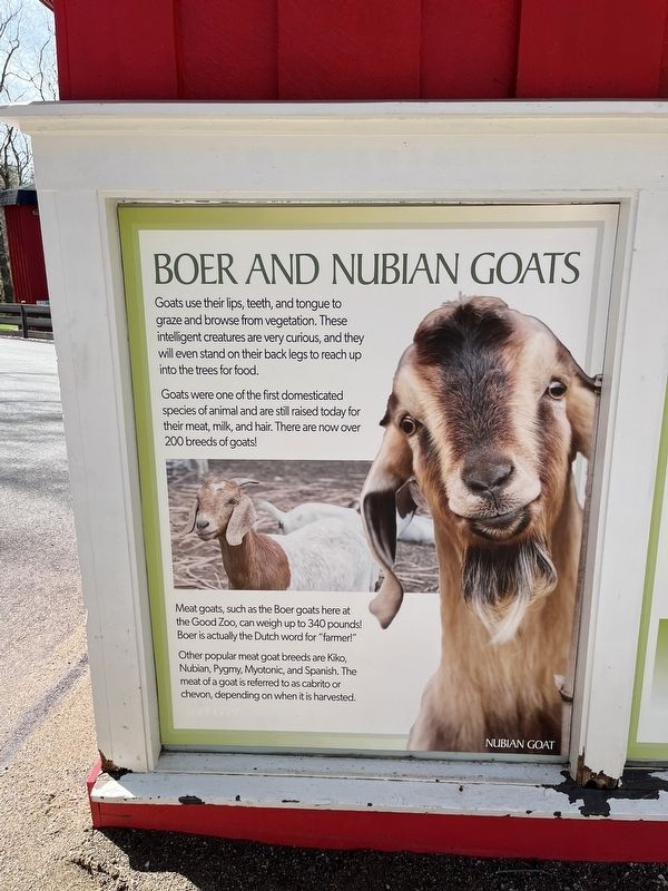 Boer and Nubian Goats Marker image. Click for full size.