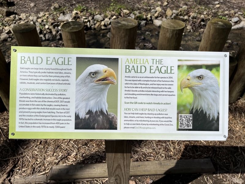 Bald Eagle / Amelia the Bald Eagle Marker image. Click for full size.