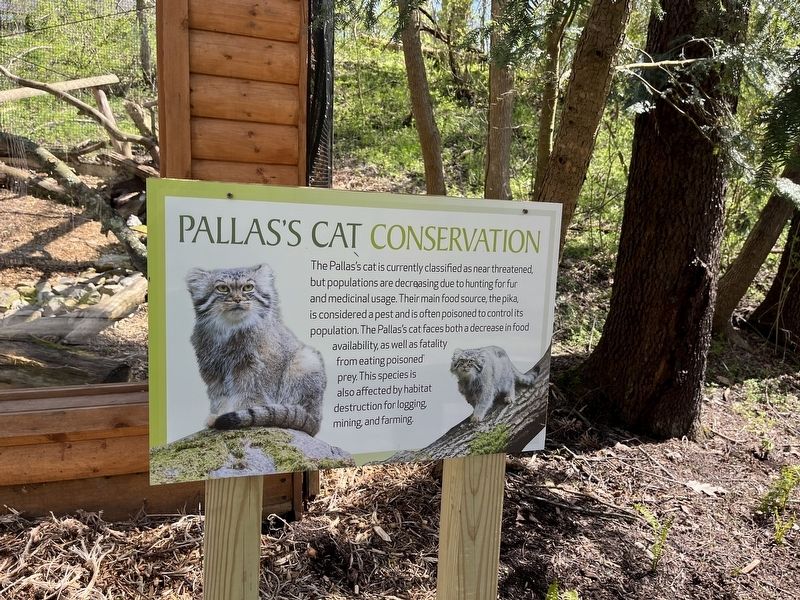 Pallas's Cat Conservation Marker image. Click for full size.