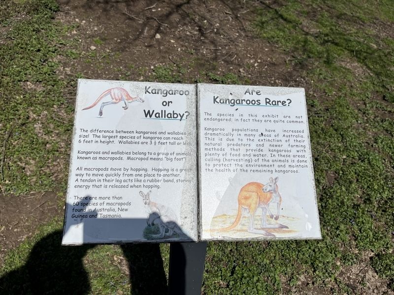 Kangaroo or Wallaby? / Are Kangaroos Rare? Marker image. Click for full size.