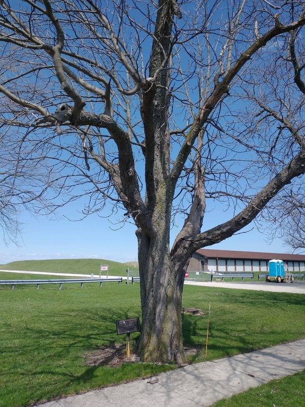 Buckeye Tree Planted 1909 Marker image. Click for full size.
