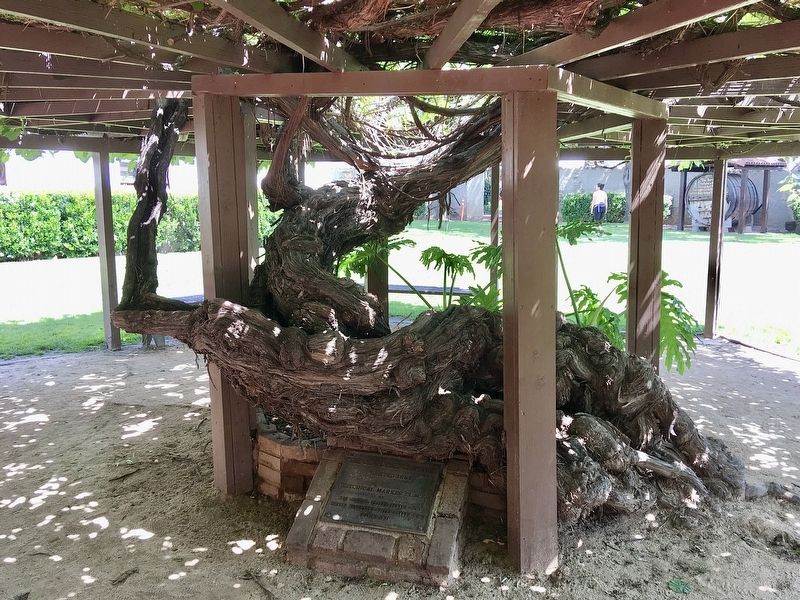 Grapevine Arbor Marker image. Click for full size.