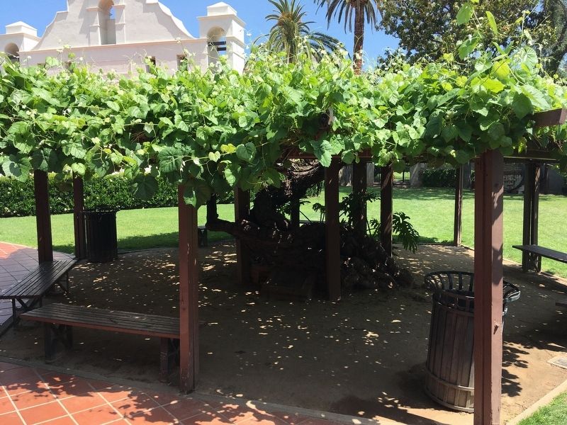 Grapevine Arbor image. Click for full size.