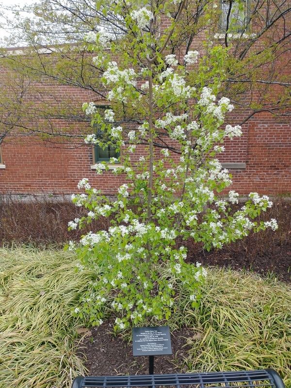 Yoshino Cherry Tree Marker. Click for full size. Yoshino Cherry Tree Marker image. Click for full size.
