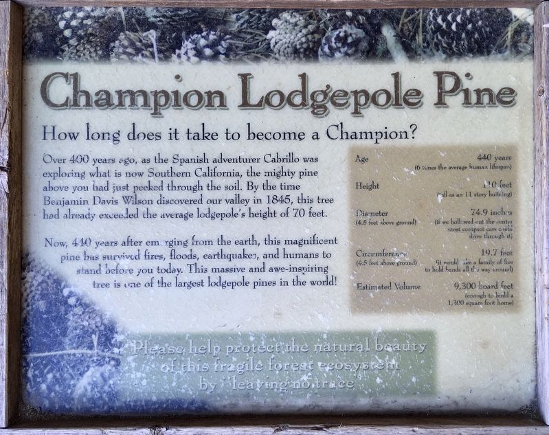 Champion Lodgepole Pine Marker image. Click for full size.