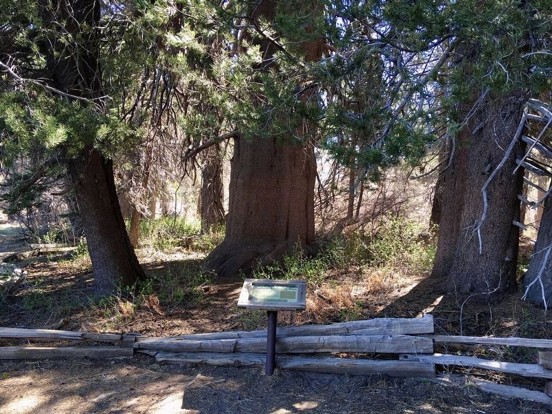 Champion Lodgepole Pine and Marker image. Click for full size.