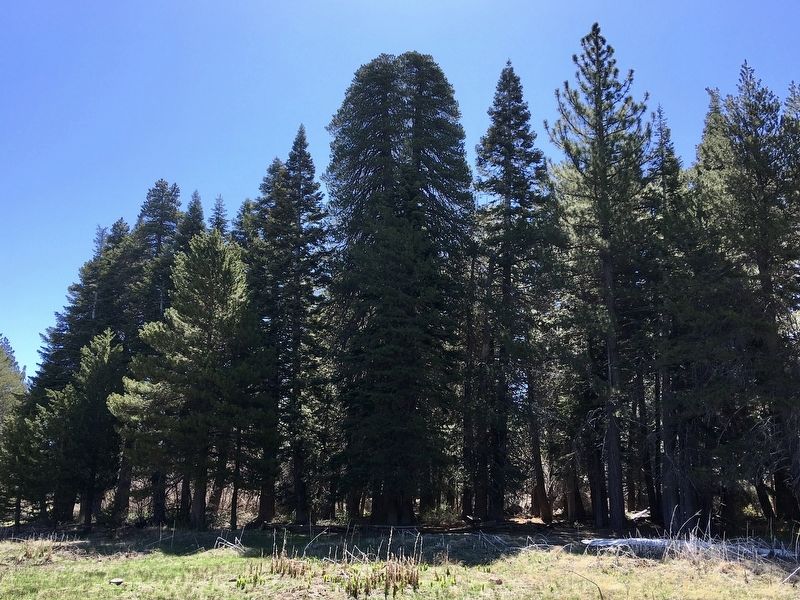 Champion Lodgepole Pine image. Click for full size.