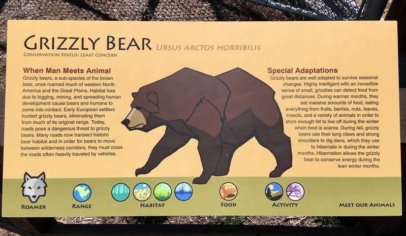 Grizzly Bear interpretive sign image. Click for full size.