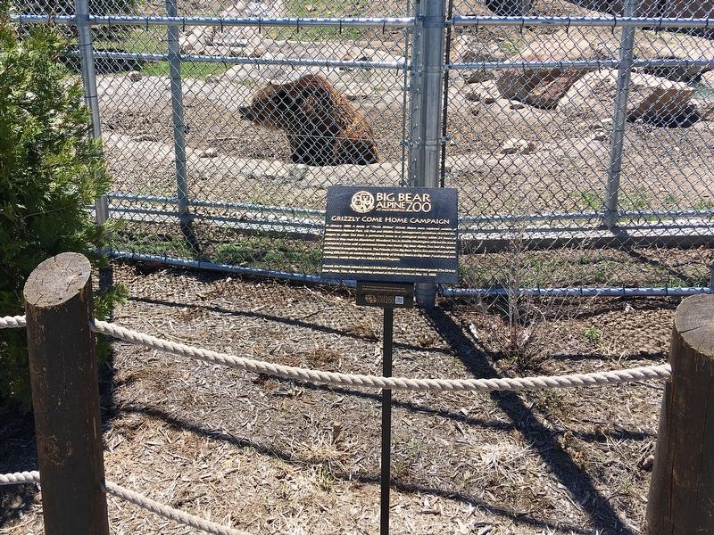 Grizzly Bear and Marker image. Click for full size.