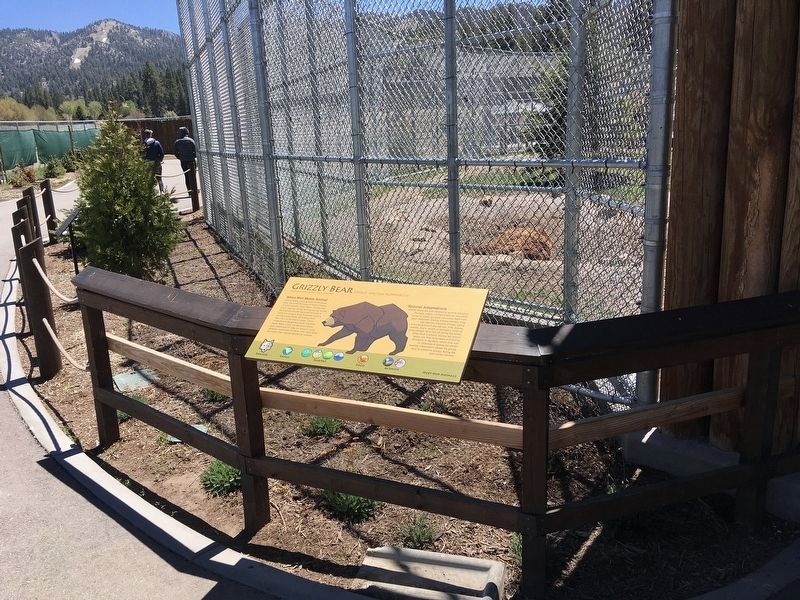 Grizzly Bear Interpretive Sign image. Click for full size.