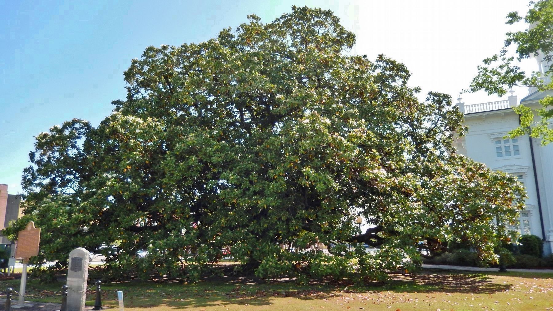 Courthouse Magnolia Tree (<i>marker is on the left</i>) image. Click for full size.