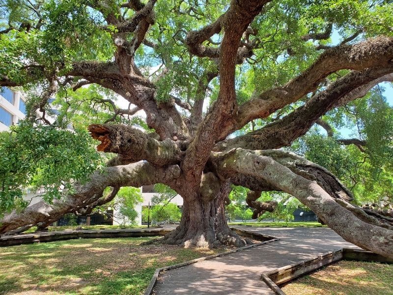 The Treaty Oak or the Giant Oak from Jessie Ball duPont Park image. Click for full size.