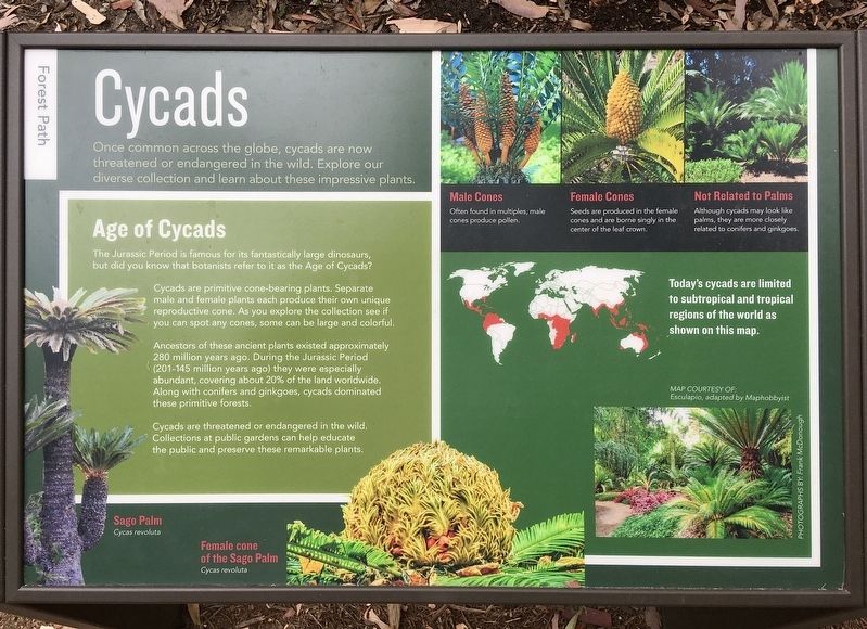 Cycads Marker image. Click for full size.