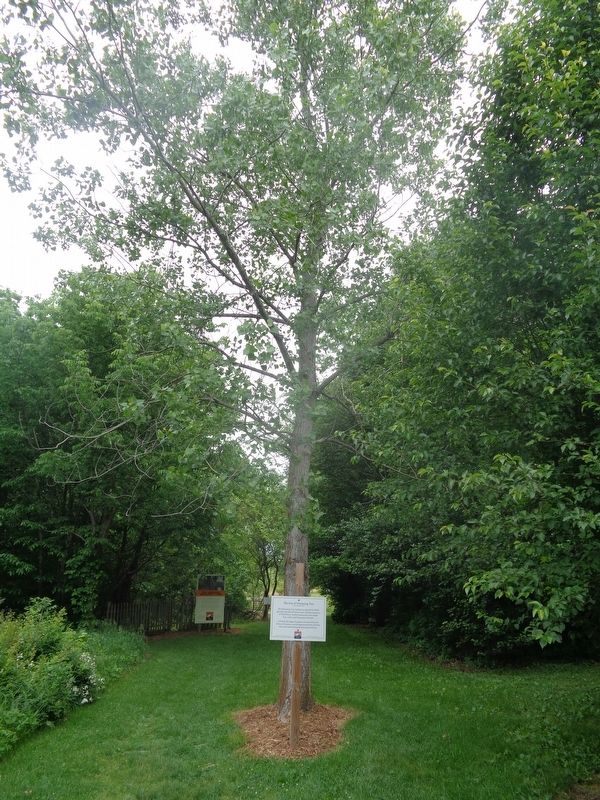 The Son of Dreaming Tree Marker image. Click for full size.