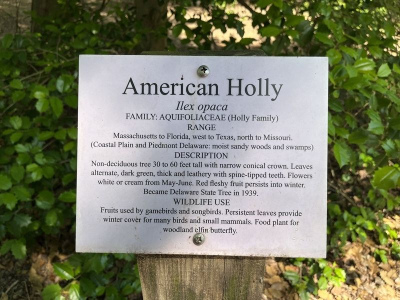 American Holly Marker image. Click for full size.