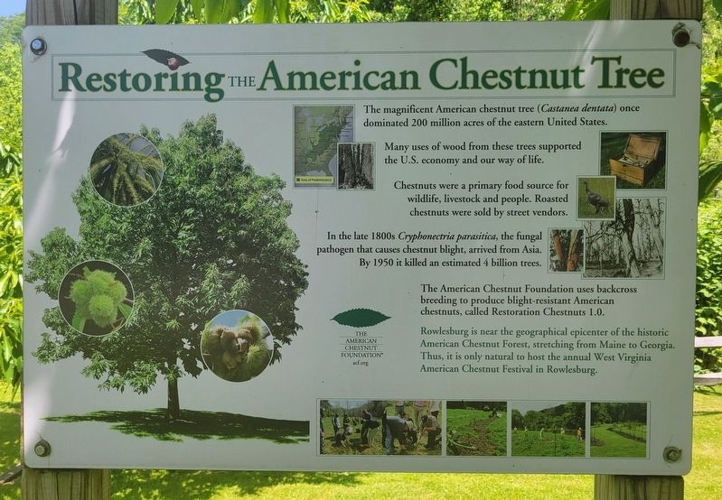 Restoring the American Chestnut Tree Marker image. Click for full size.