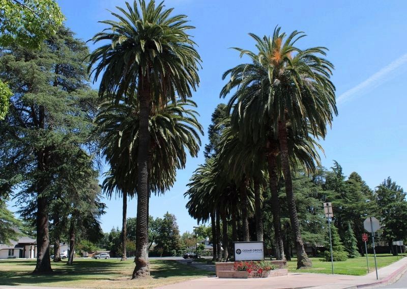 Palm lined path that lead to the original building image. Click for full size.