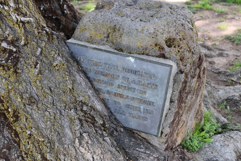 Tree hugging a plaque image. Click for full size.