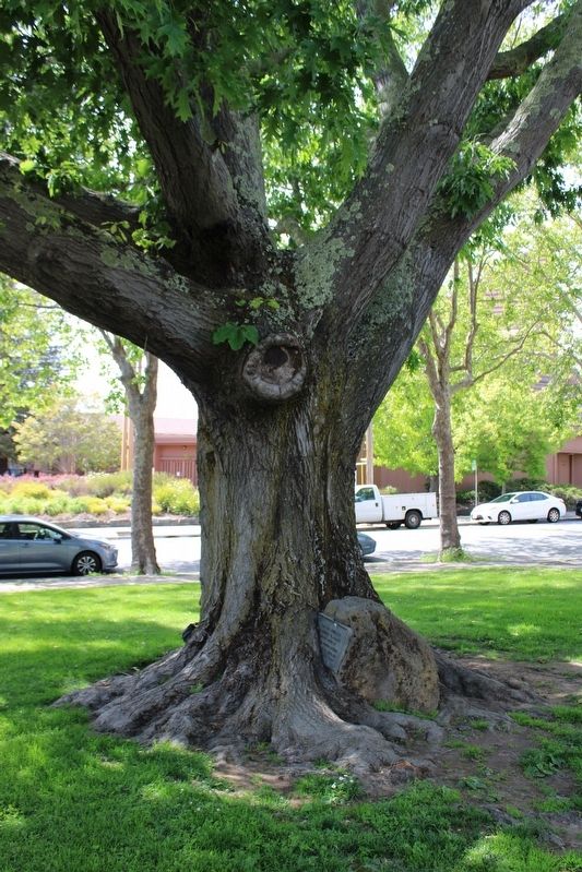 Tree and plaque on the library front lawn image. Click for full size.