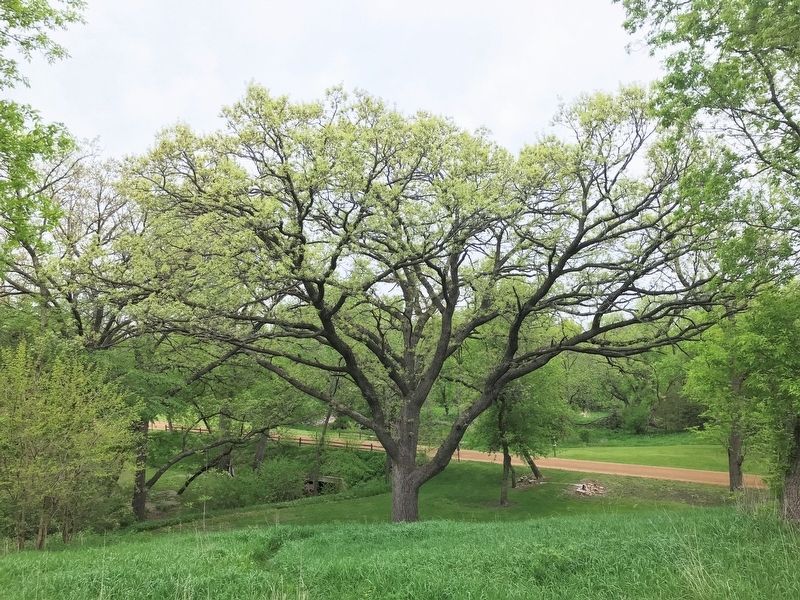 Historic Bur Oak image. Click for full size.