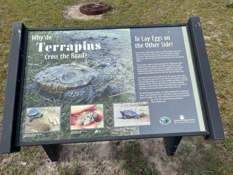 Additional plaque nearby about stewardship of terrapins image. Click for full size.
