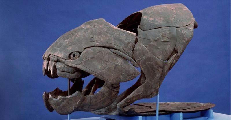 Dunkleosteus terrelli. Click for more information. Dunkleosteus terrelli image. Click for more information.