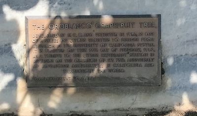 The Oroblanco Grapefruit Tree Marker. Click for full size. The Oroblanco Grapefruit Tree Marker image. Click for full size.