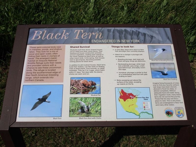 Black Tern image. Click for full size.