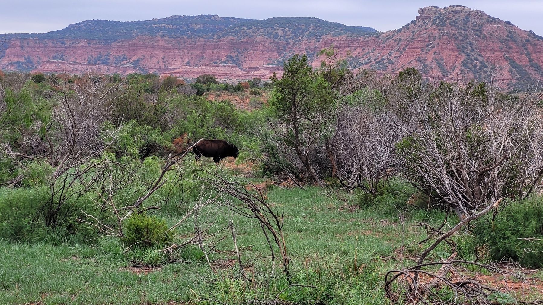 Nearby Buffalo in the landscape of the park image. Click for full size.