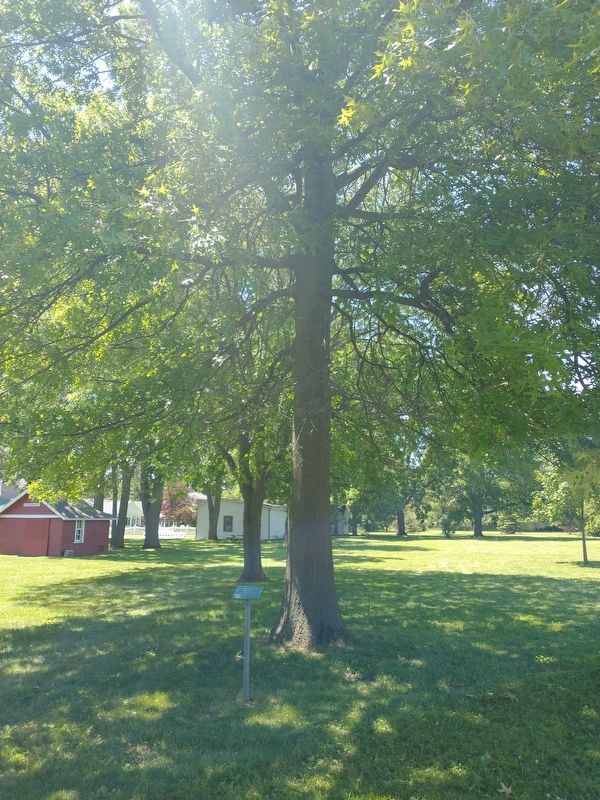 U. S. Constitution Bicentennial Tree Marker image. Click for full size.