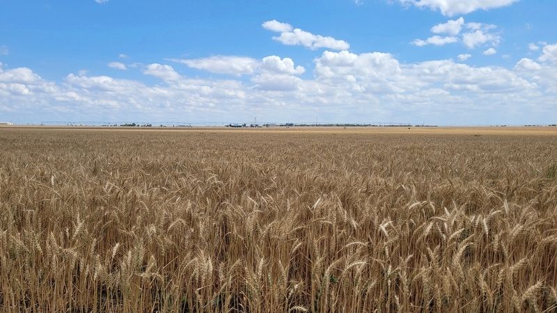 The view of wheat fields next to the Eureka Marker. Click for full size. The view of wheat fields next to the Eureka Marker image. Click for full size.