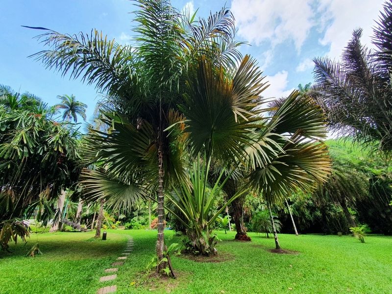 A large fan palm in the Palmetum image. Click for full size.