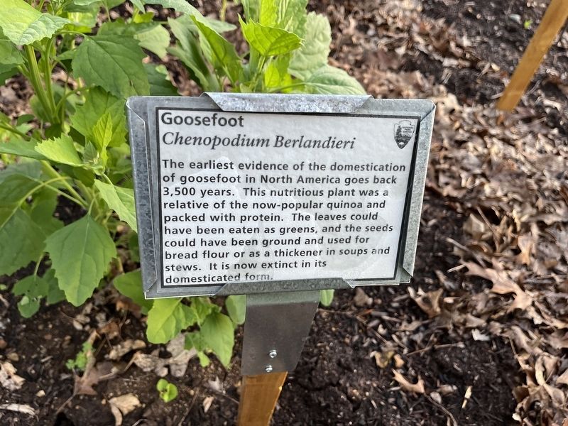 Goosefoot Marker image. Click for full size.