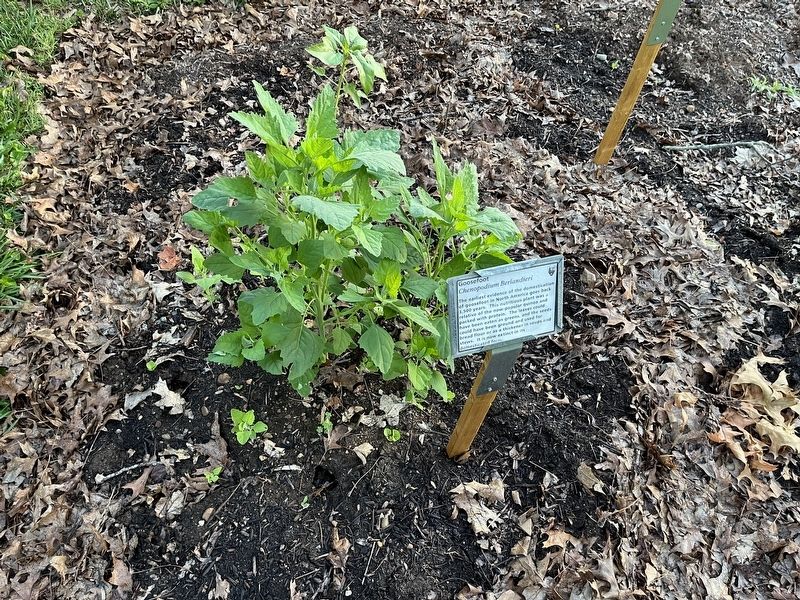 Goosefoot Marker image. Click for full size.