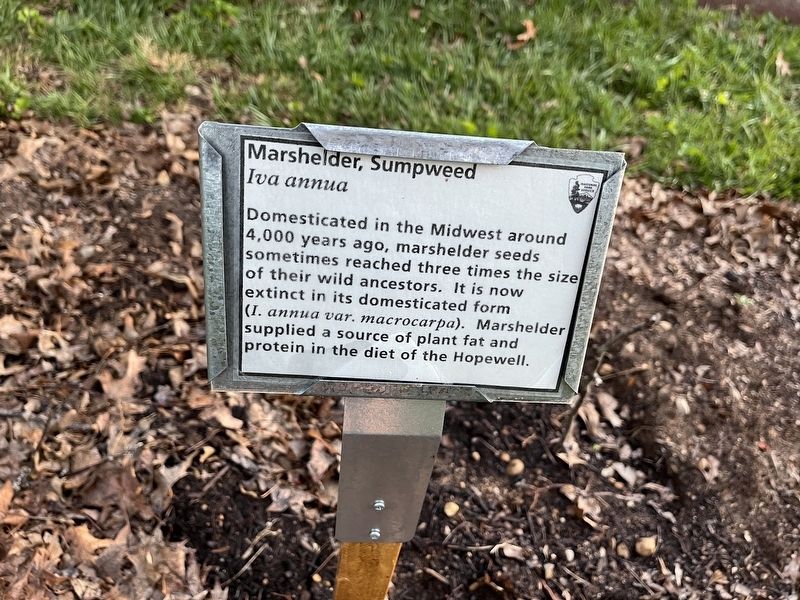 Marshelder, Sumpweed Marker image. Click for full size.