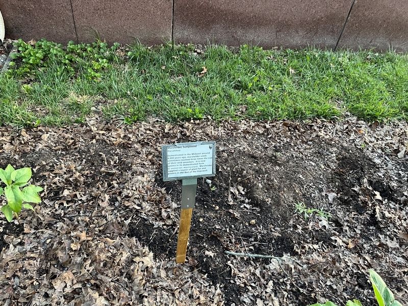 Marshelder, Sumpweed Marker image. Click for full size.