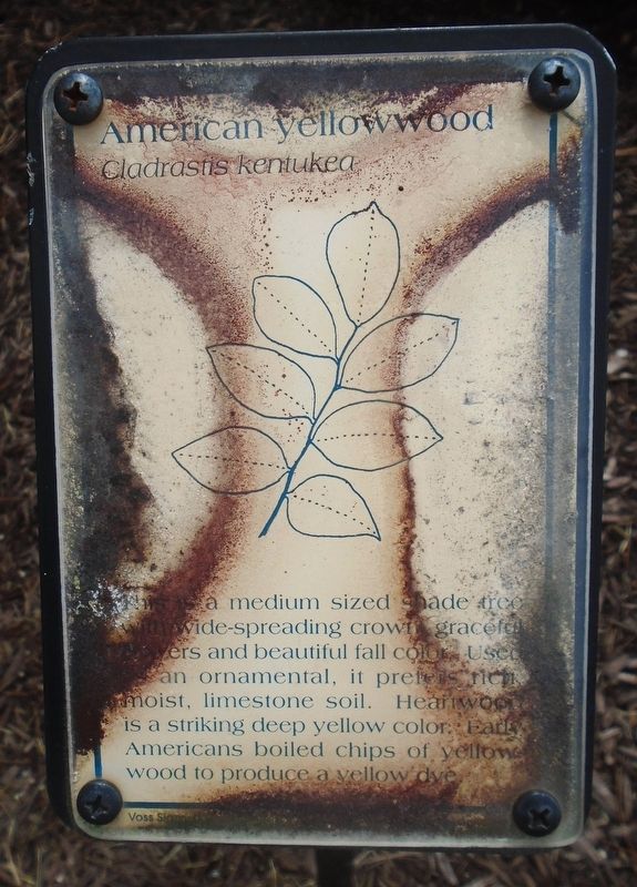 American yellowwood Marker. Click for full size. American yellowwood Marker image. Click for full size.