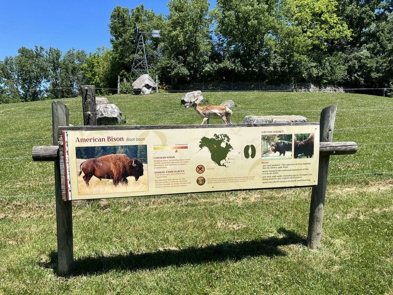 American Bison Marker. Click for full size. American Bison Marker image. Click for full size.