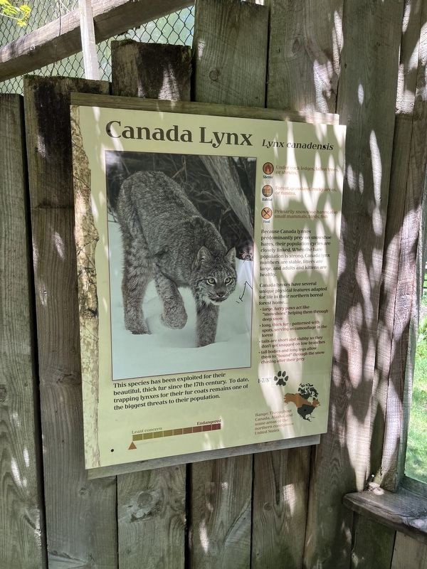 Canada Lynx Marker image. Click for full size.