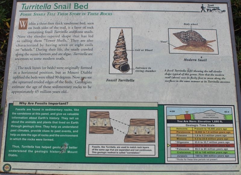 Turritella Snail Bed Marker image. Click for full size.